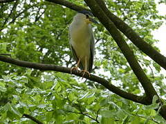 Black-crowned Night Heron