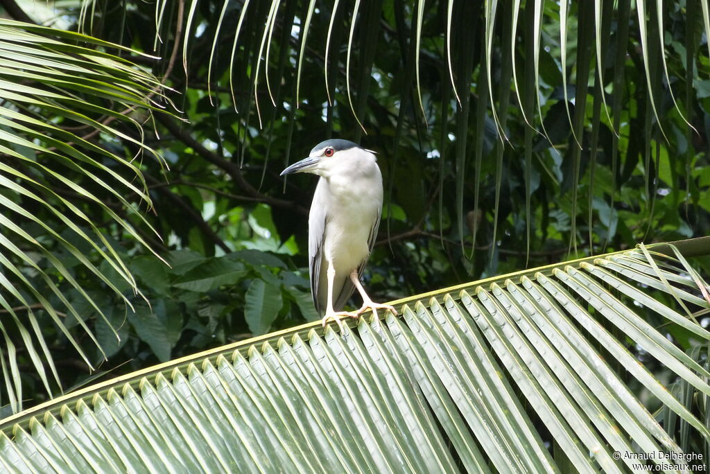 Black-crowned Night Heron