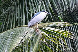 Black-crowned Night Heron