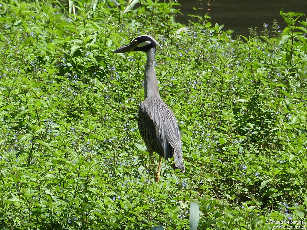 Yellow-crowned Night Heron