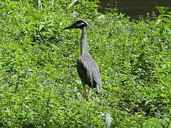 Yellow-crowned Night Heron