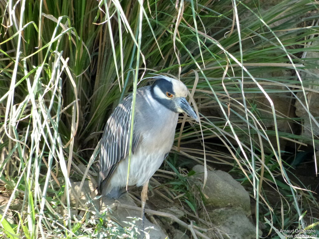 Yellow-crowned Night Heron