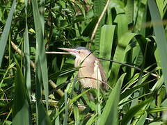 Little Bittern