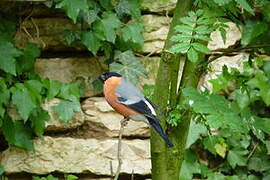 Eurasian Bullfinch