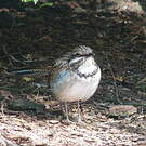 Brachyptérolle à longue queue