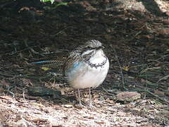 Brachyptérolle à longue queue