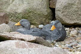 Fuegian Steamer Duck