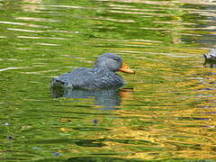 Fuegian Steamer Duck