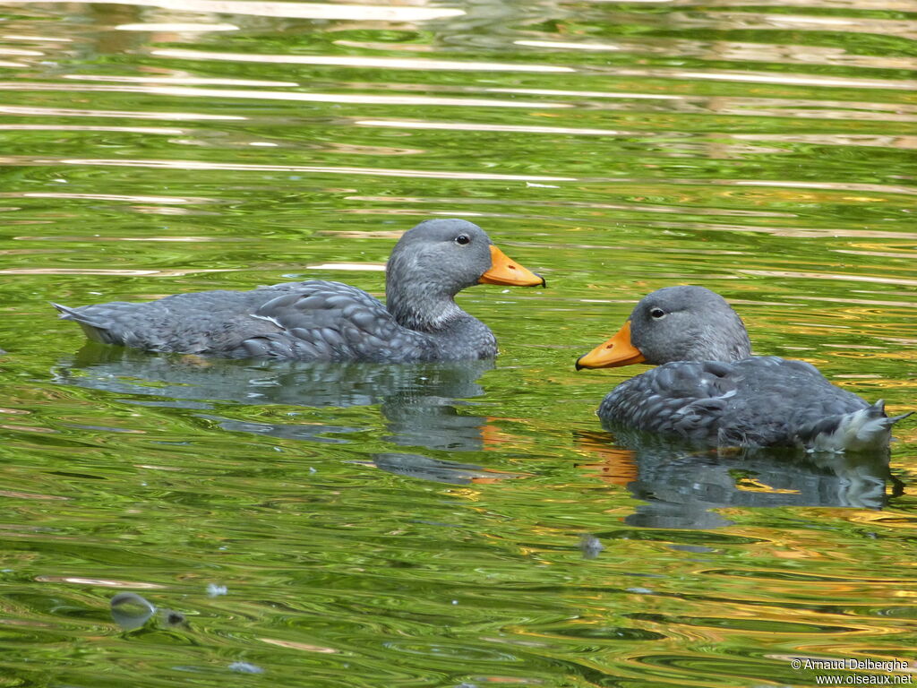 Fuegian Steamer Duck