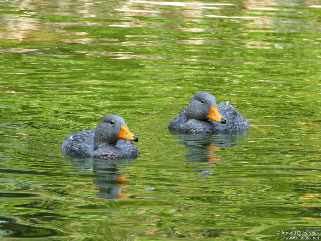 Fuegian Steamer Duck