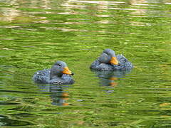 Fuegian Steamer Duck