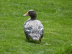 Fuegian Steamer Duck