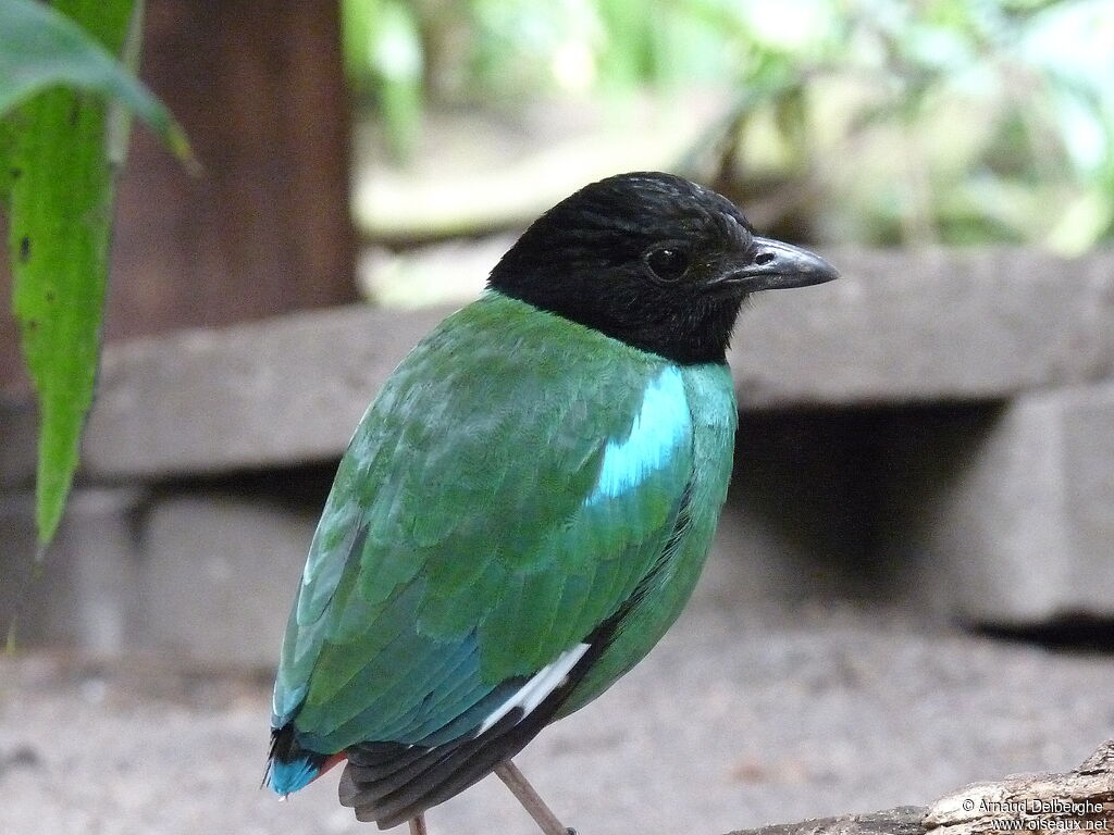 Hooded Pitta