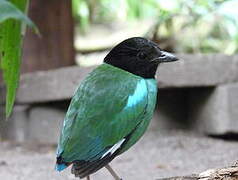 Western Hooded Pitta