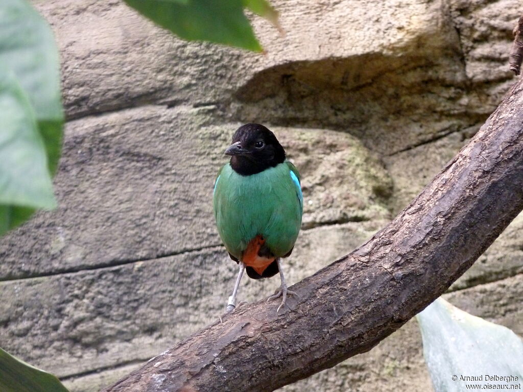 Hooded Pitta