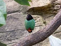 Hooded Pitta