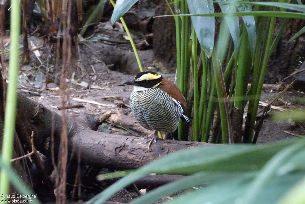 Javan Banded Pitta