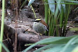 Javan Banded Pitta