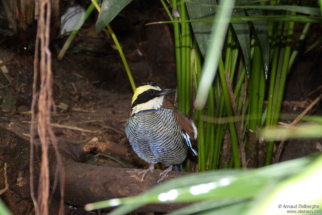 Javan Banded Pitta