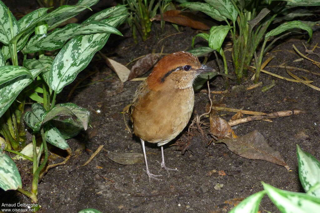 Giant Pitta female adult, identification