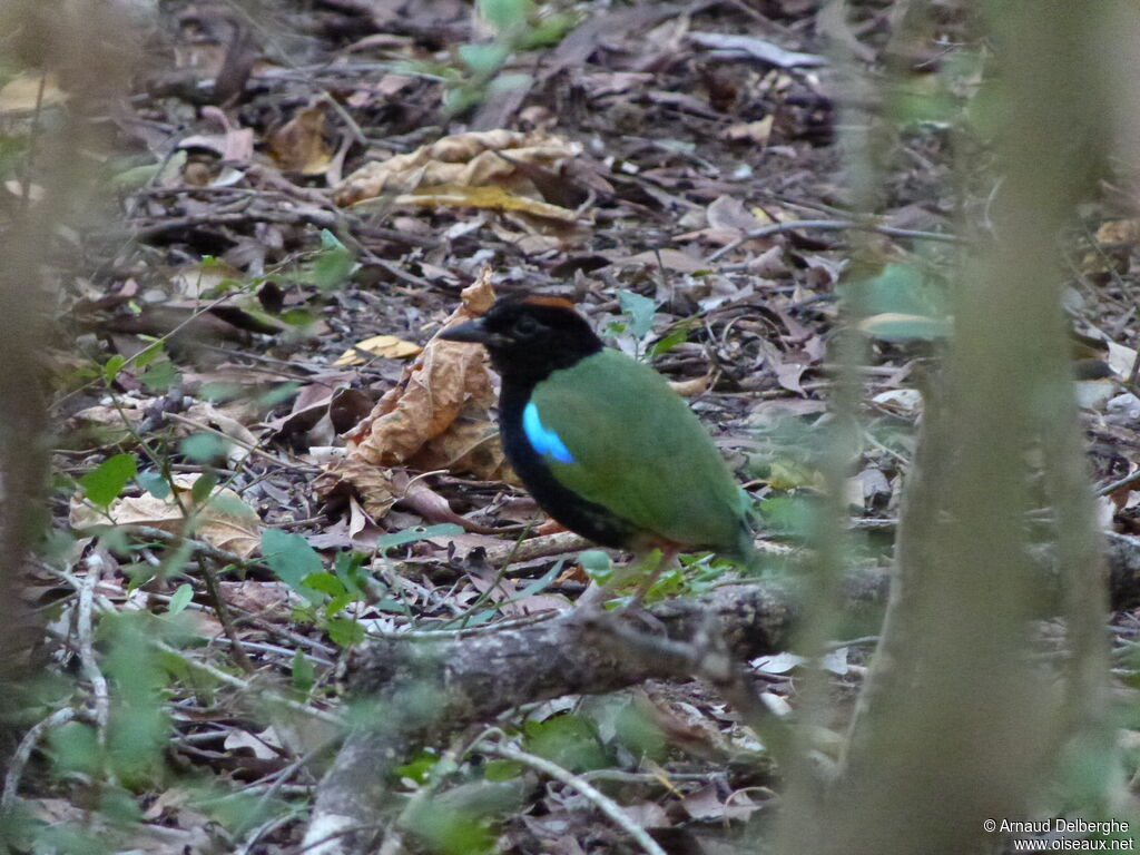 Rainbow Pitta