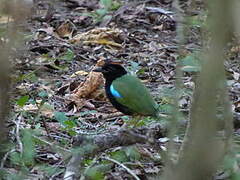 Rainbow Pitta