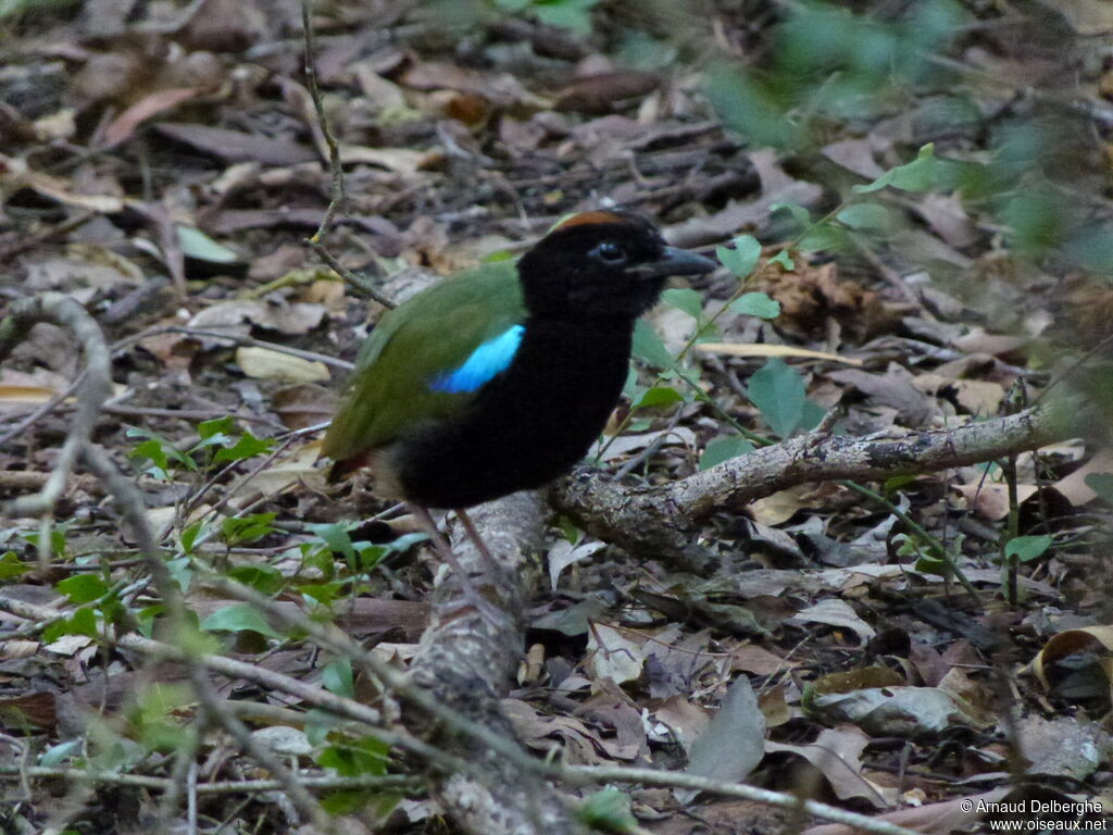 Rainbow Pitta