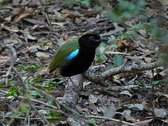 Rainbow Pitta