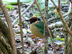 Noisy Pitta