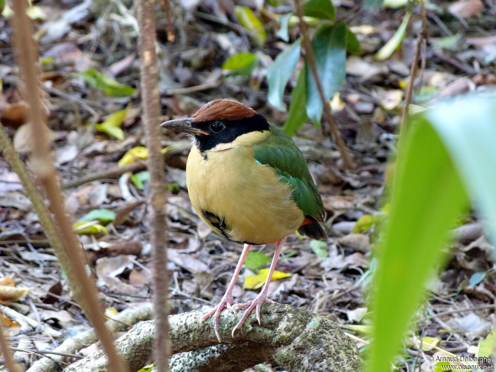 Noisy Pitta