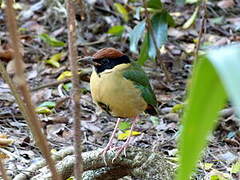 Noisy Pitta