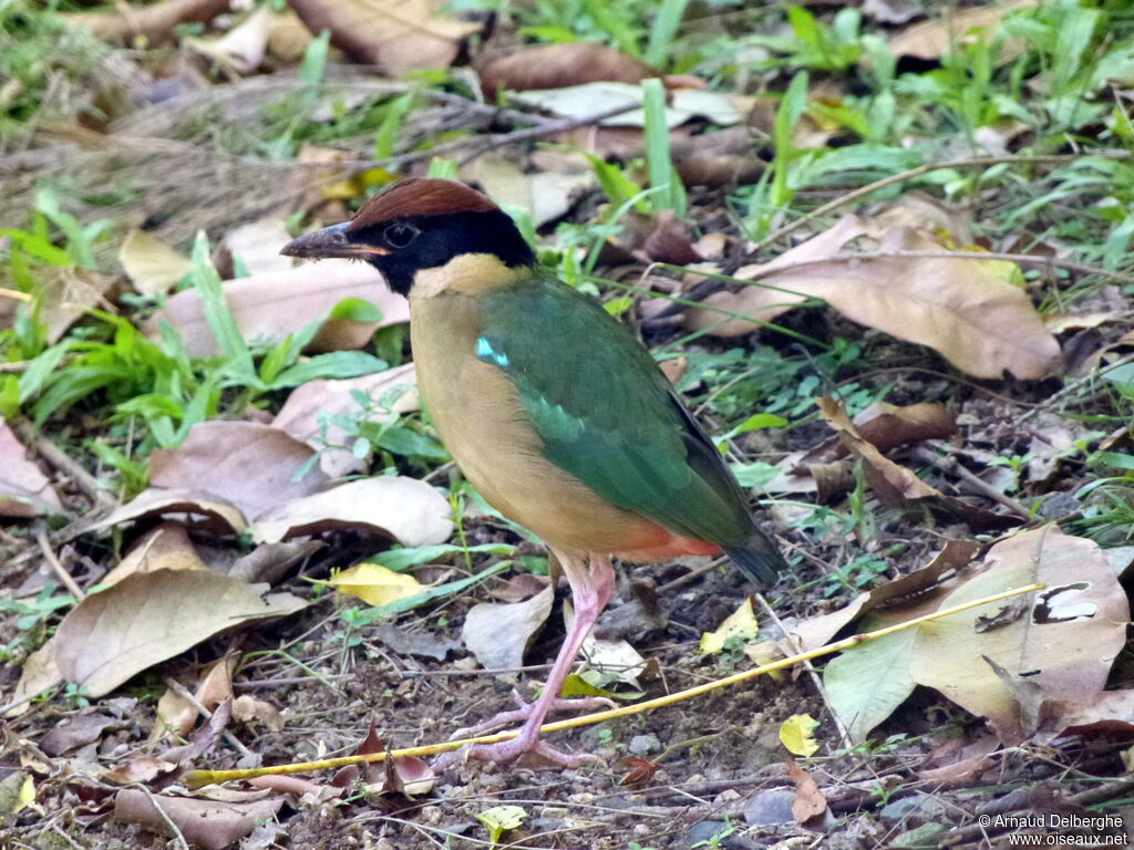 Noisy Pitta