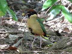 Noisy Pitta