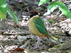 Noisy Pitta