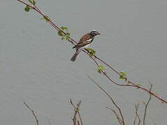 Golden-breasted Bunting