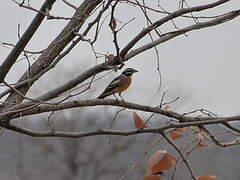 Golden-breasted Bunting