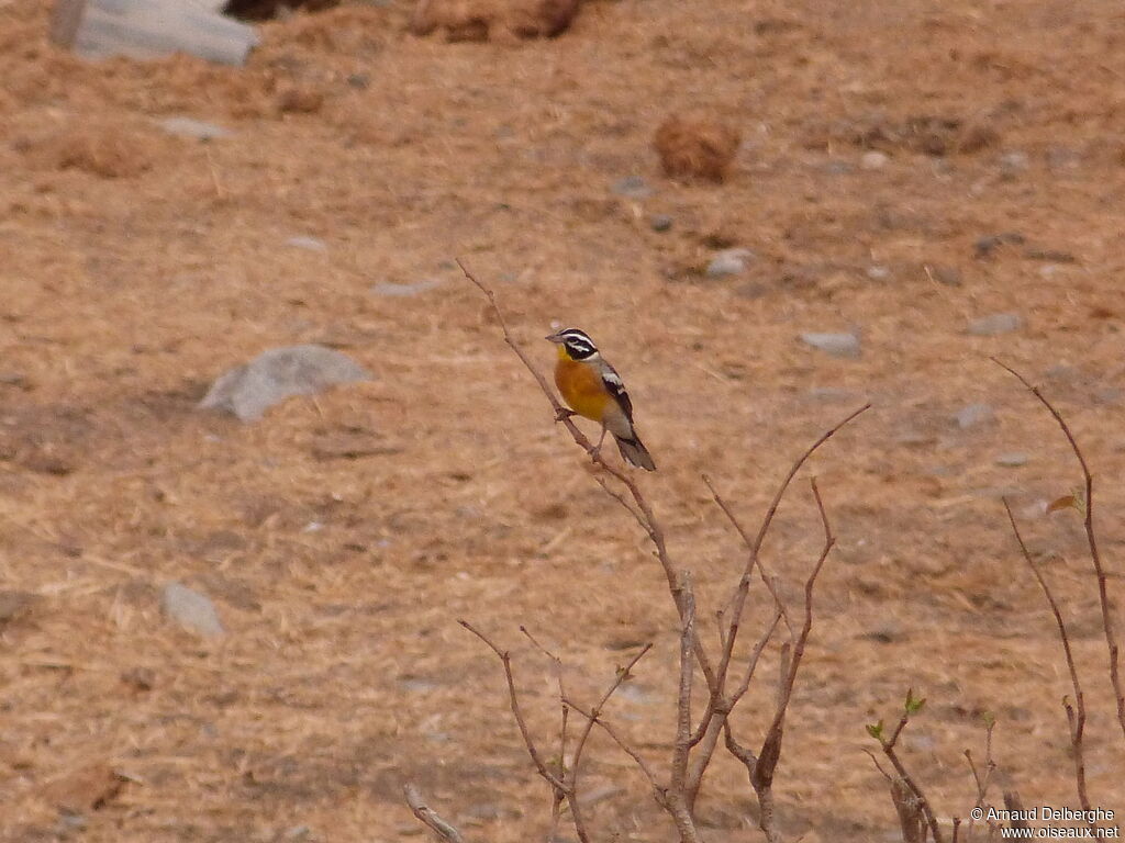 Bruant à poitrine dorée