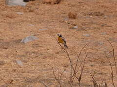 Golden-breasted Bunting