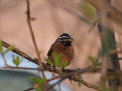 Cinnamon-breasted Bunting