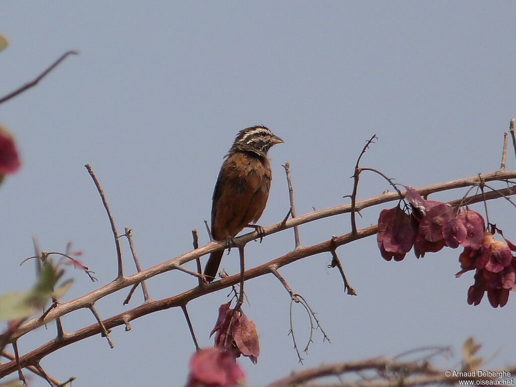 Cinnamon-breasted Bunting