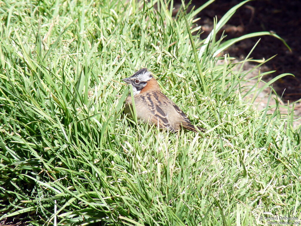 Rufous-collared Sparrow