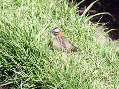 Rufous-collared Sparrow