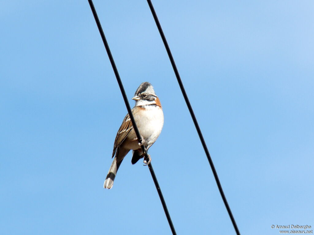 Rufous-collared Sparrow