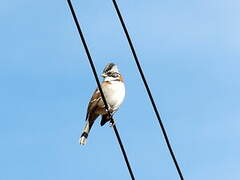 Rufous-collared Sparrow