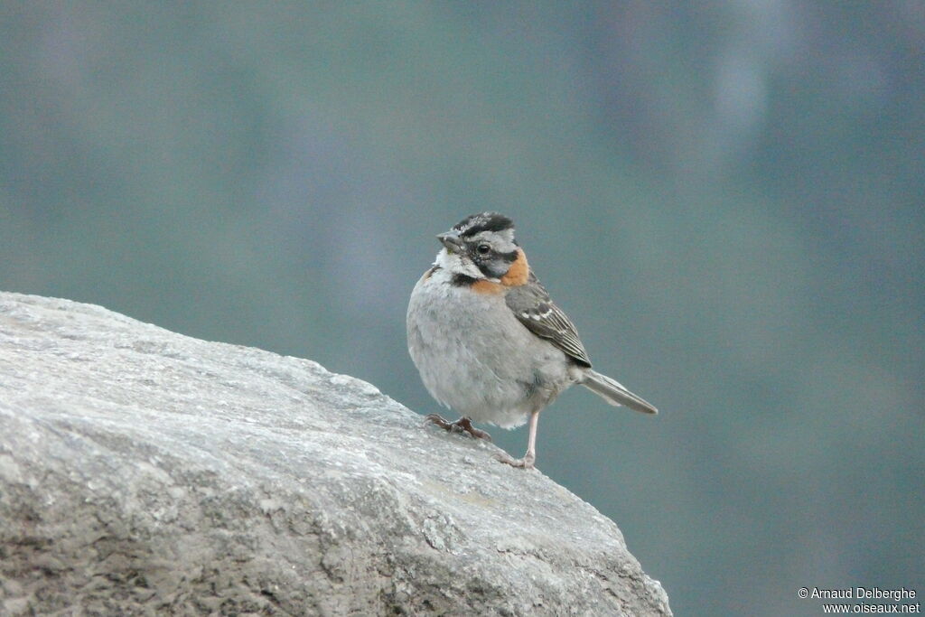 Rufous-collared Sparrow