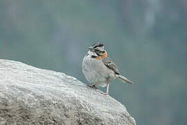 Rufous-collared Sparrow