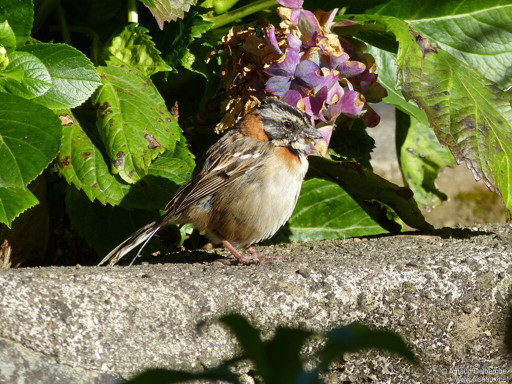 Rufous-collared Sparrow