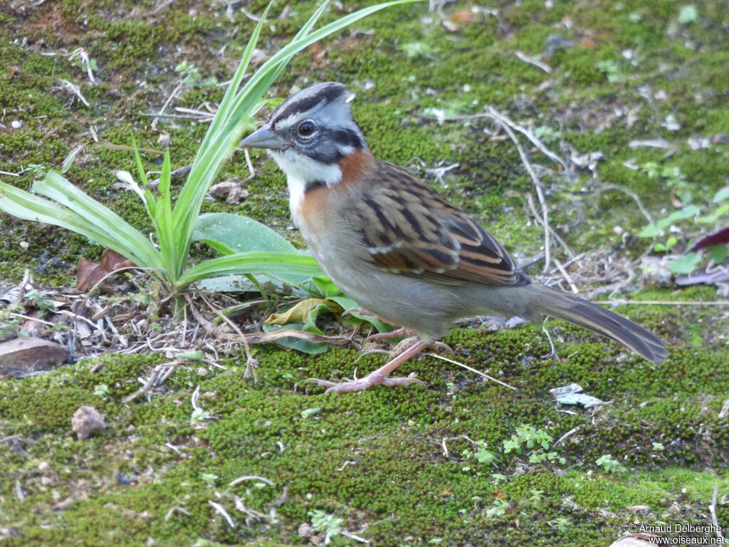 Rufous-collared Sparrow