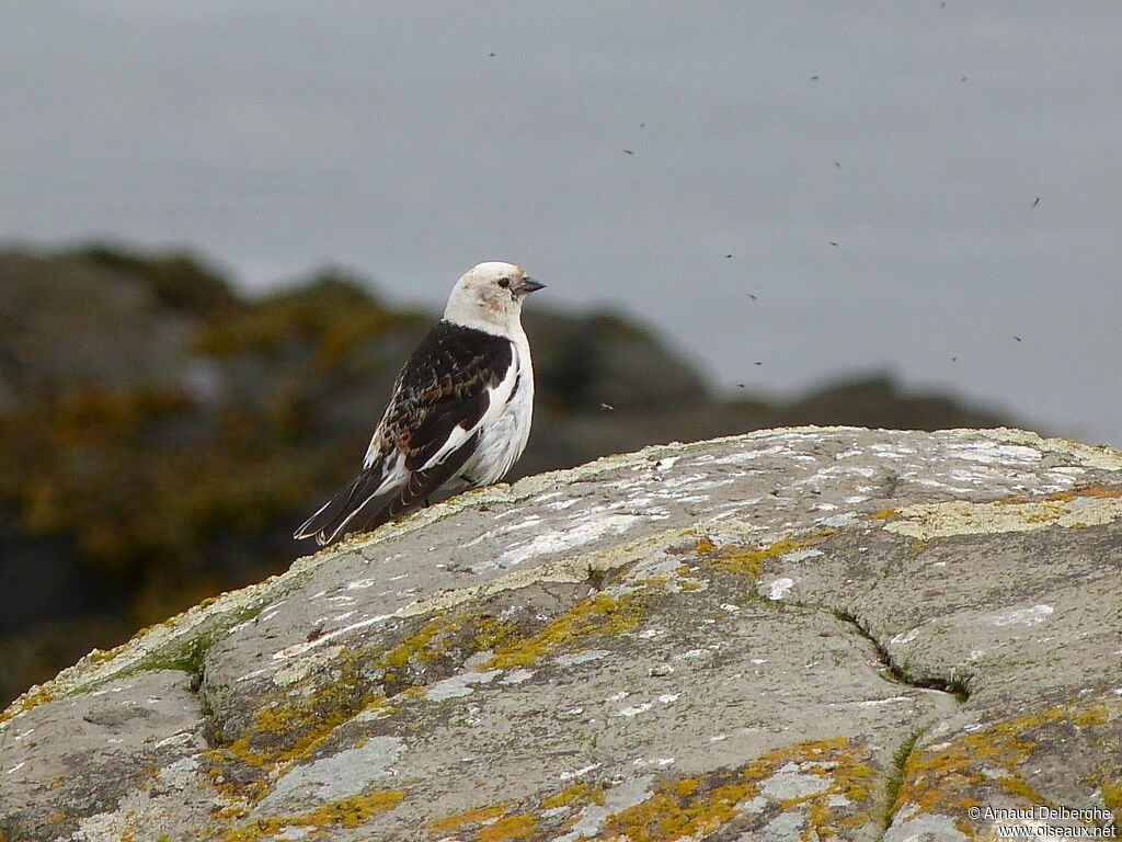 Snow Bunting male