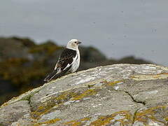 Snow Bunting